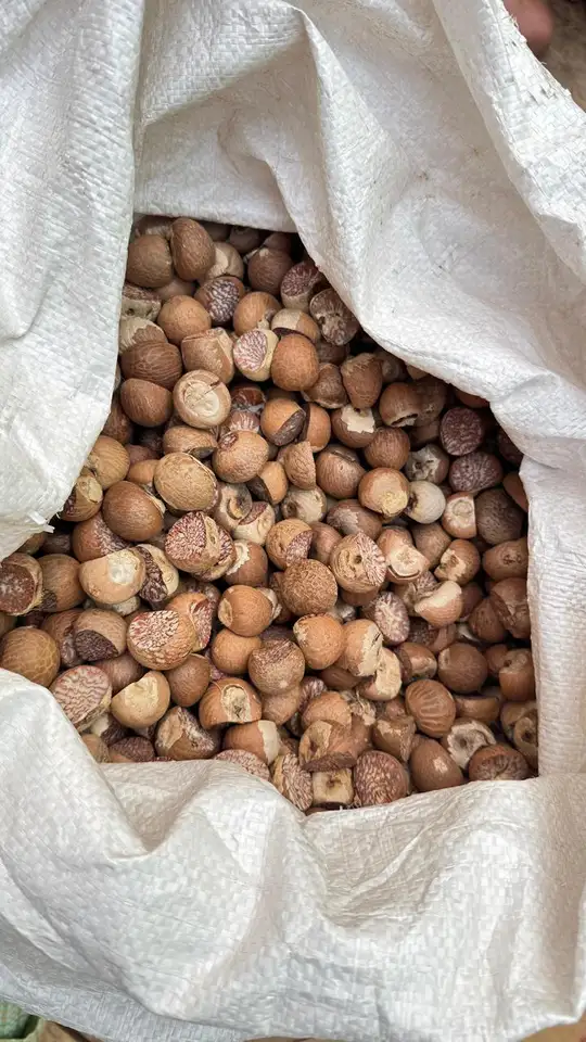 Betel nuts with brown outer surfaces and cut interiors in an open white woven sack