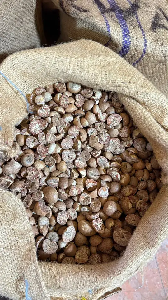 Cut betel nuts in an open jute sack, viewed from above with other sacks nearby