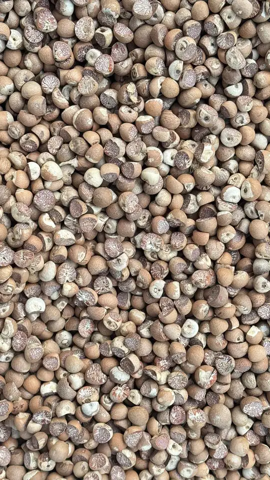Close-up of betel nuts showing cut interiors and natural variation in shape and color