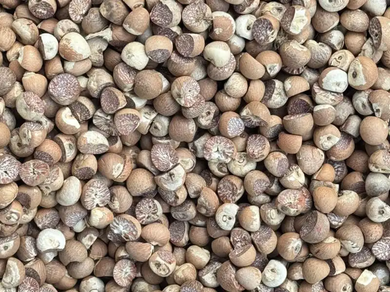 Real Stock — Indonesian betel nut export operation